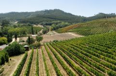 Vignoble Les Cabottes : immersion au cœur d’un domaine viticole en Bourgogne