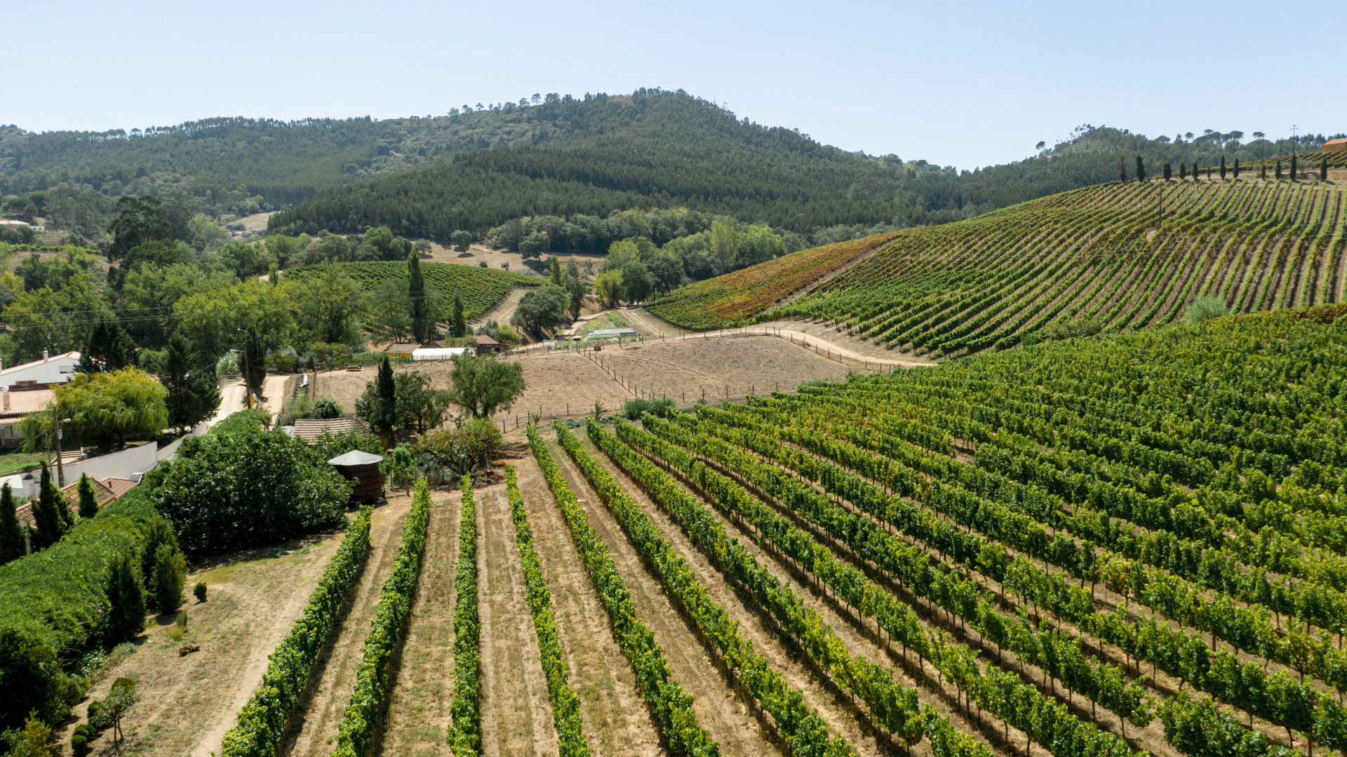 Vignoble Les Cabottes : immersion au cœur d’un domaine viticole en Bourgogne